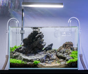 Wolf Stone Stone - Buce Plant