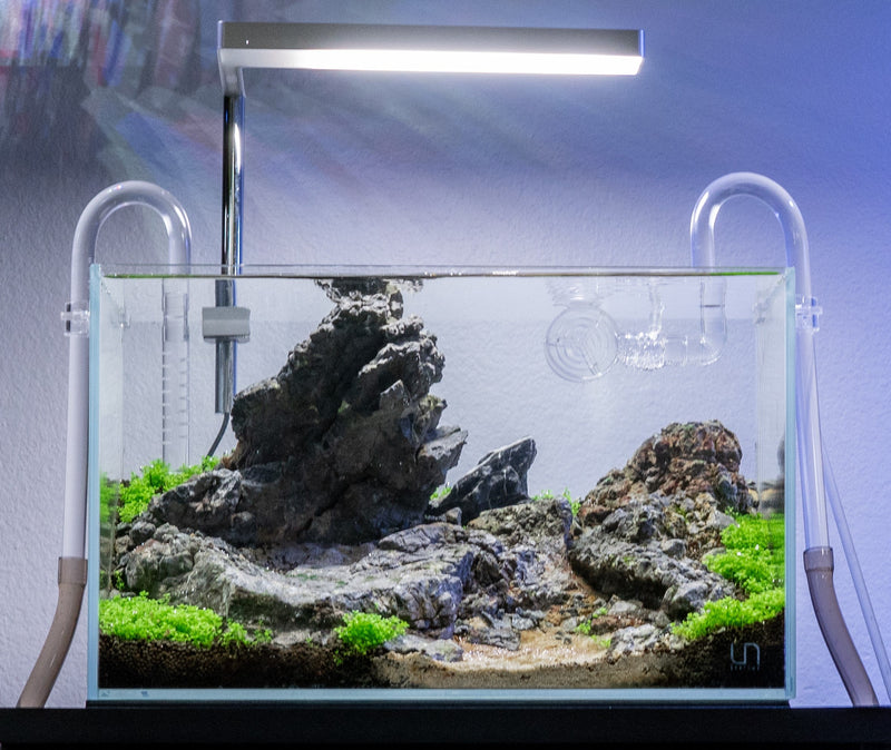 Wolf Stone Stone - Buce Plant