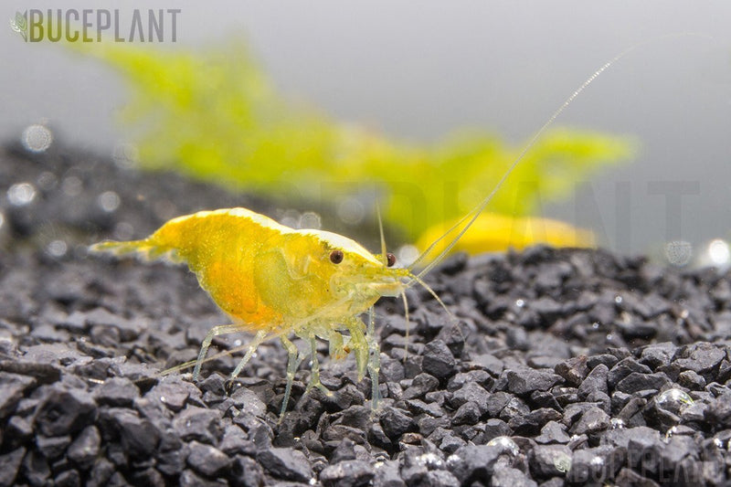 Yellow Goldenback Shrimp from JA, showcasing vibrant golden-yellow coloration and fresh, raw seafood appearance.