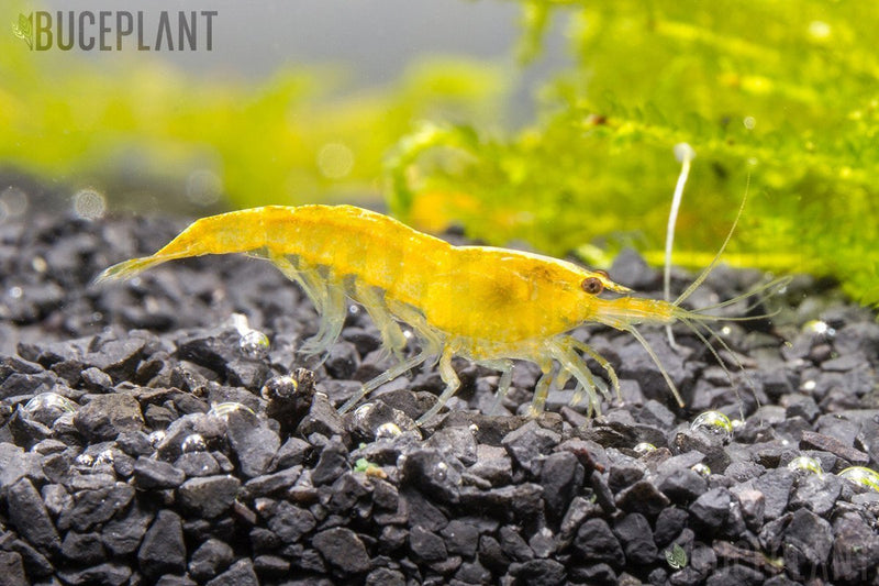 Yellow Goldenback Shrimp from JA showing vibrant yellow color and detailed features in a close-up view.