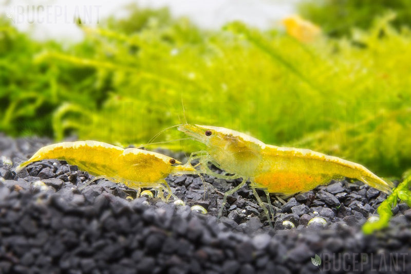 Yellow Goldenback Shrimp from JA, showcasing vibrant yellow and golden coloration with a detailed view of the shrimp's body.