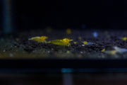 Yellow Goldenback Shrimp from JA, showcasing vibrant yellow and golden coloration with multiple shrimp arranged together.