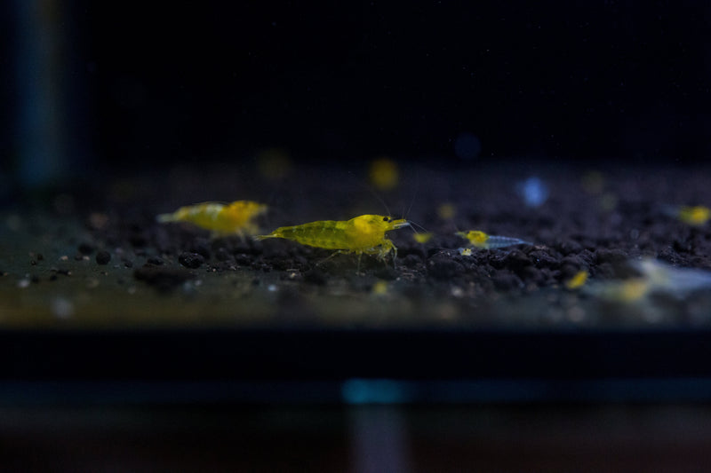 Yellow Goldenback Shrimp from JA, showcasing vibrant yellow and golden coloration with multiple shrimp arranged together.