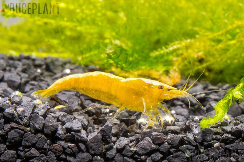 Fresh yellow Goldenback shrimp from JA, showcasing vibrant yellow color and curved shell, ideal for seafood dishes.