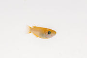 Yokihi Medaka rice fish from JA, small colorful freshwater fish with vibrant markings, swimming in clear water.