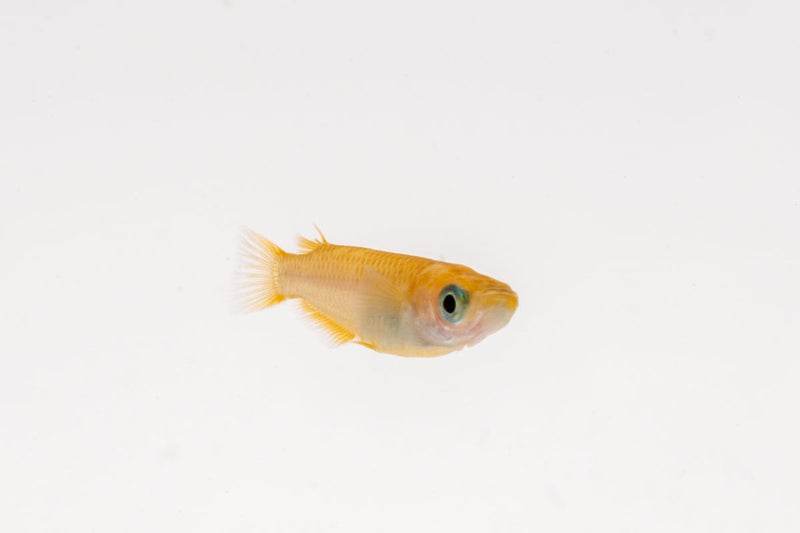 Yokihi Medaka rice fish from JA, small colorful freshwater fish with vibrant markings, swimming in clear water.