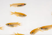 Yokihi Medaka rice fish by JA, small colorful freshwater fish with vibrant orange and white markings swimming in an aquarium.