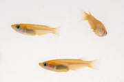 Yokihi Medaka rice fish from JA, small colorful freshwater fish swimming in clear water.