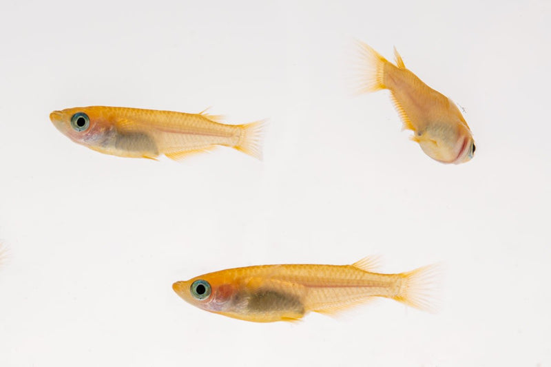 Yokihi Medaka rice fish from JA, small colorful freshwater fish swimming in clear water.