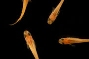 Yokihi Medaka rice fish swimming in an aquarium, showcasing vibrant colors and sleek body shape, from the JA brand.
