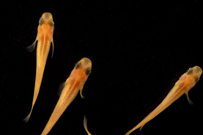 Yokihi Medaka rice fish swimming in a clear aquarium, vibrant orange and black coloration, Japanese brand JA.