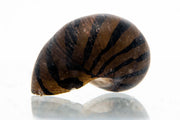JA Zebra Nerite Snail, a small freshwater snail with distinctive black and yellow striped shell, perched on aquarium decor.