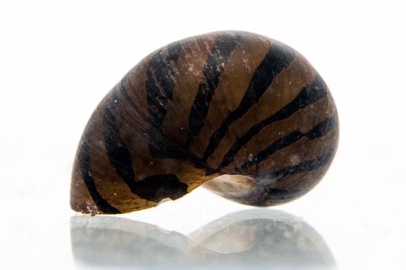 JA Zebra Nerite Snail, a small freshwater snail with distinctive black and yellow striped shell, perched on aquarium decor.