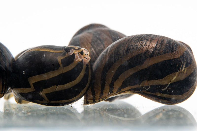 JA Zebra Nerite Snail crawling on aquarium glass, showcasing distinctive black and yellow striped shell.