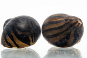 Zebra Nerite Snail from JA, showcasing black and yellow striped shell, ideal for freshwater aquariums.