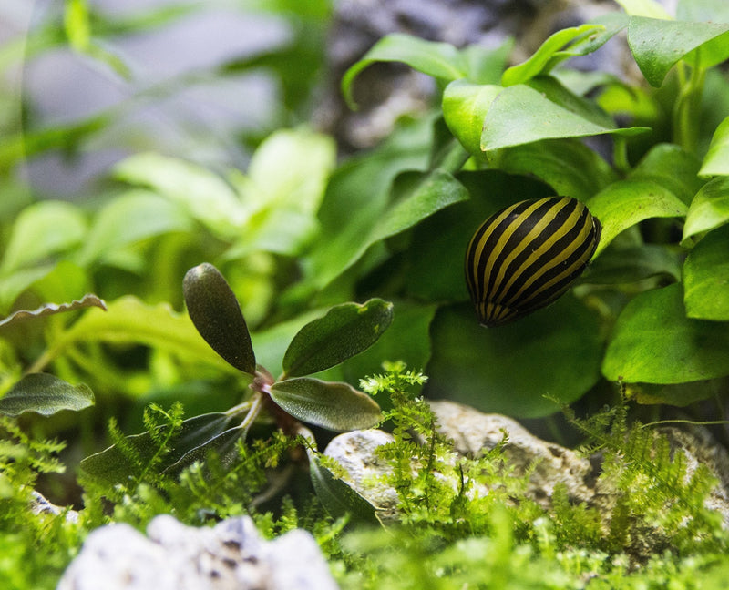 JA Zebra Nerite Snails, colorful freshwater snails with striped shells, ideal for aquariums and algae control.